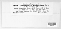 Leptosphaeria rousseliana image